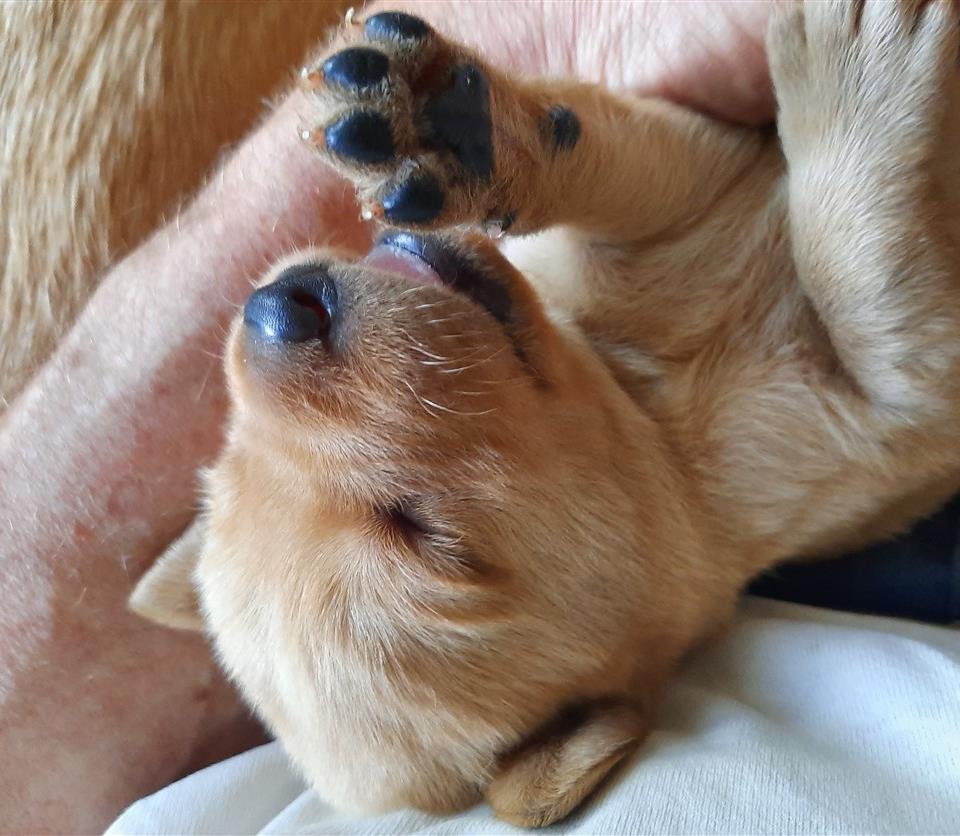 23. juli. Meget fin pigmentering på alt der skal være sort. En mæt hvalp kan godt slappe af på mit skød.