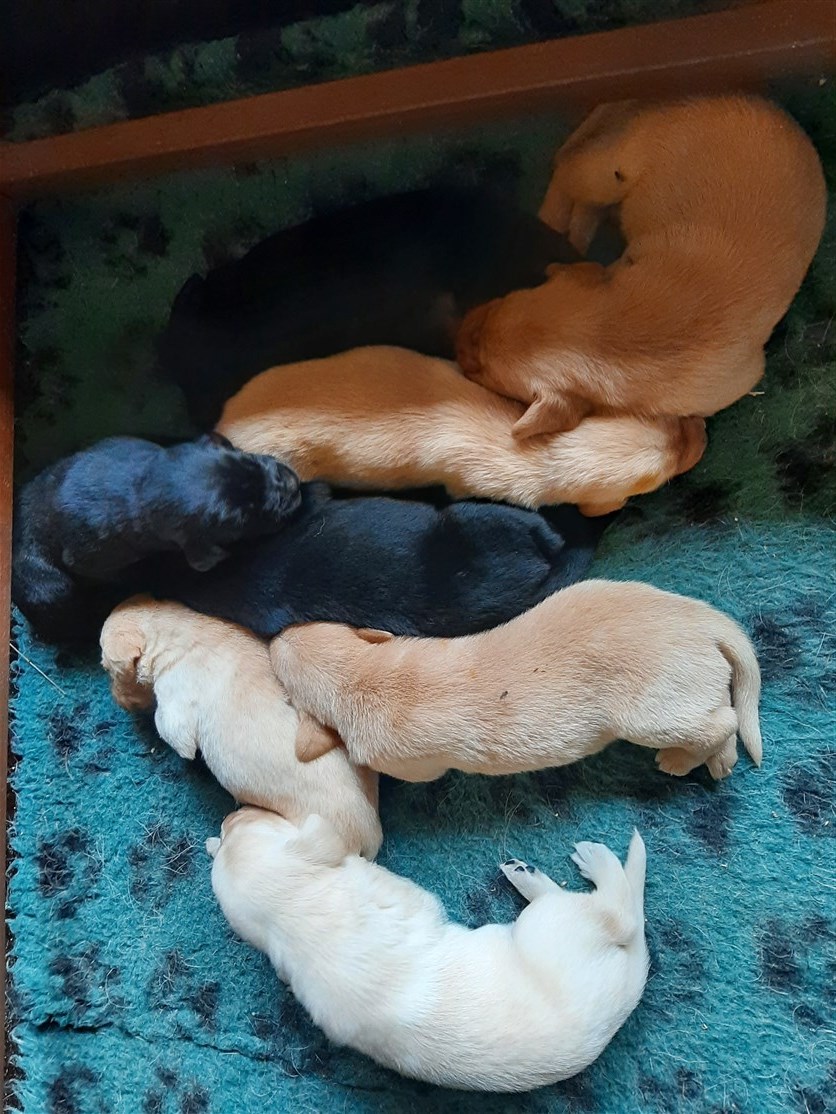 De sover stadig godt, når de har fået mad hos Agnes, og det betyder at de har fået mælk nok. De tager ca. 50 g på pr døgn, med mindre afvigelser.