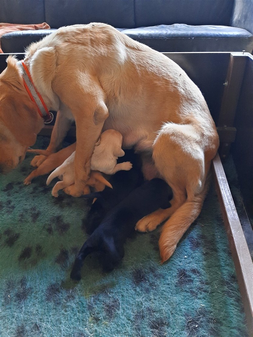 Onsdag d. 22. juli. Det var vist et eksperiment for Agnes, men det er endnu for tidligt at amme siddende, for de kunne ikke komme til alle sammen. Hun ville gerne have hjælp til at komme sikkert ned at ligge.